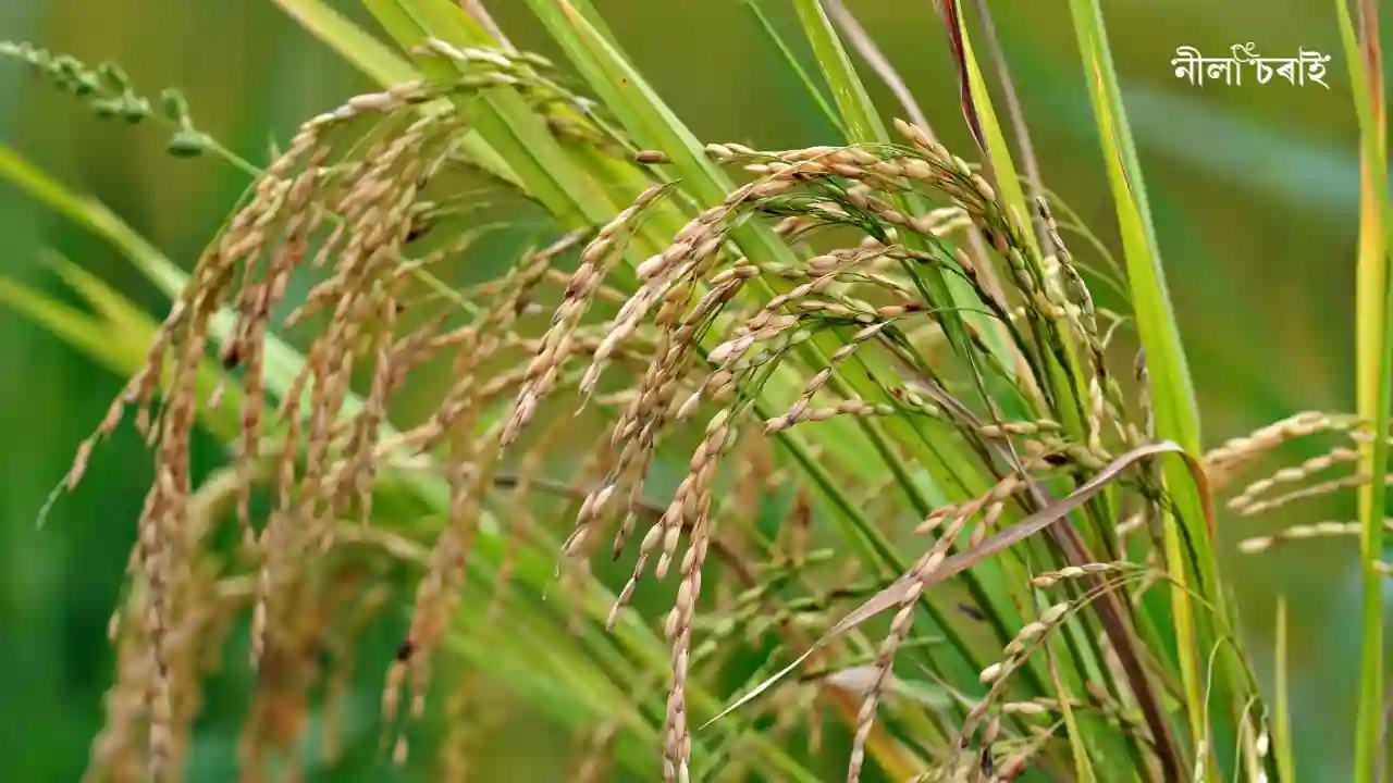 আঘোণৰ পথাৰত পকাধানে ৰিঙিয়ায়