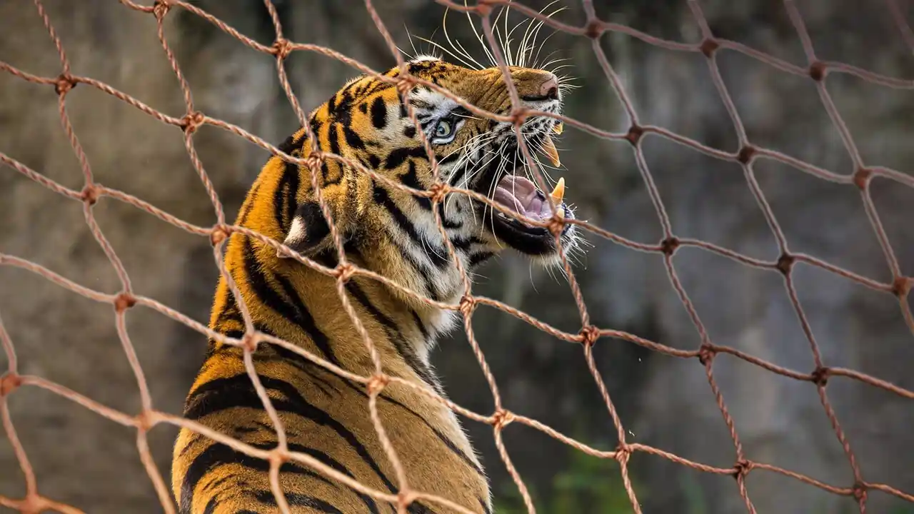 কলিয়াবৰৰ বাঘ ভেটা পৰম্পৰা