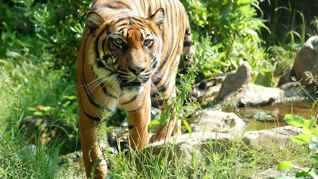 কলিয়াবৰৰ বাঘ ভেটা পৰম্পৰা