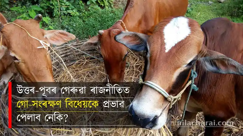 উত্তৰ-পূবৰ গেৰুৱা ৰাজনীতিত ‘গো-সংৰক্ষণ বিধেয়ক ২০২১’-এ প্ৰভাৱ পেলাব নেকি