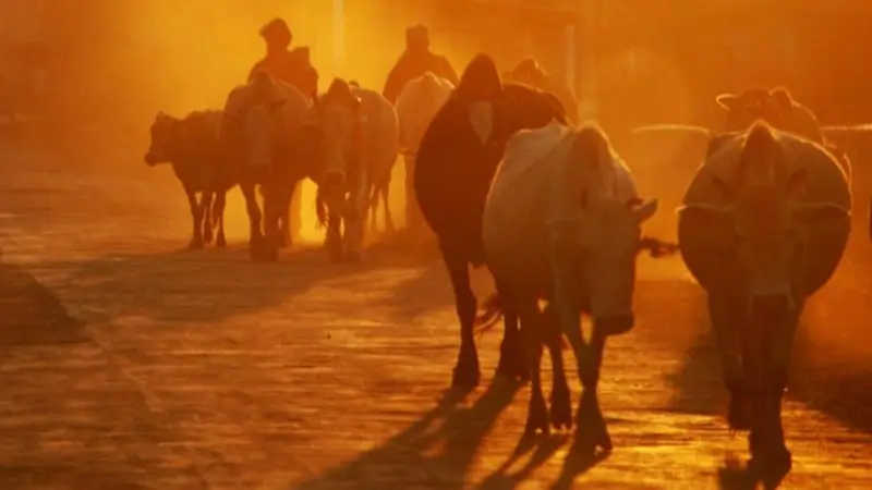 গৰখীয়া: গধূলিৰ গো-বাটবোৰ আজিও হৈ উঠেনে ধূলিয়ৰি-ধূসৰ