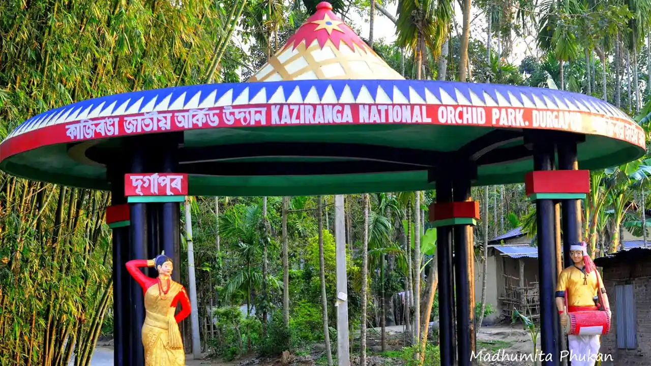 অসমৰ অৰ্কিড অর্থনীতি