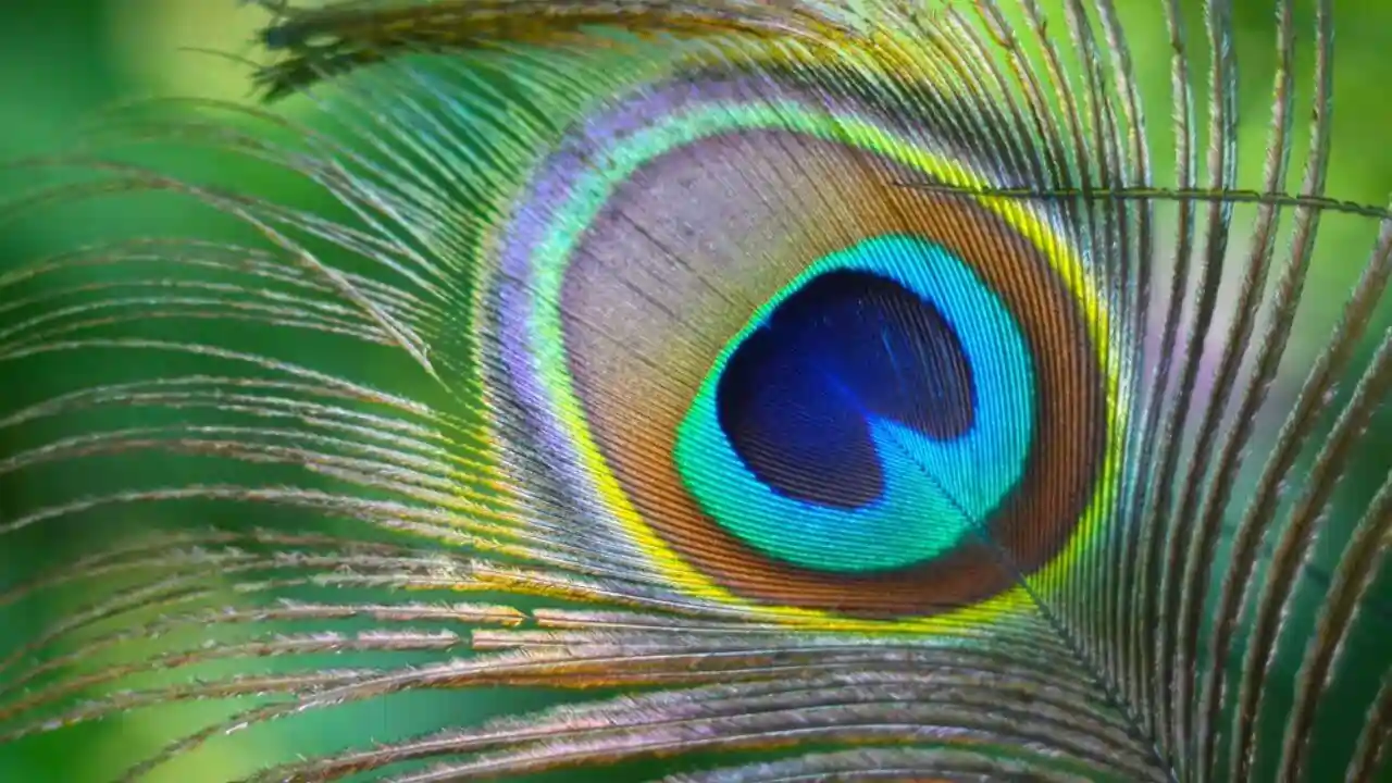 কৃষ্ণ আৰু কংস