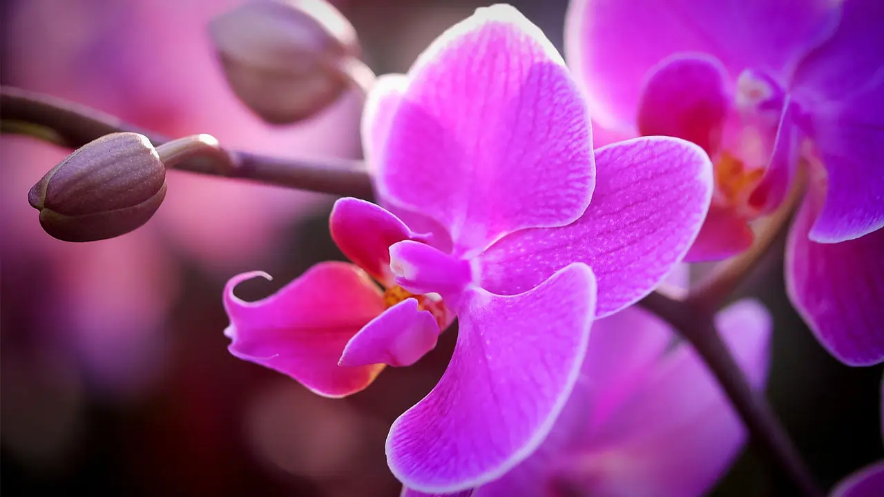 অনন্য অৰ্কিড