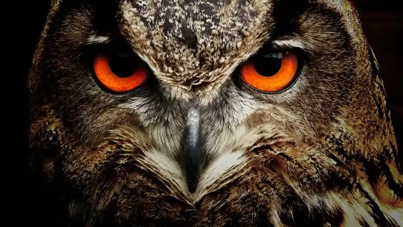 অন্ধবিশ্বাসৰ বলি ফেঁচা