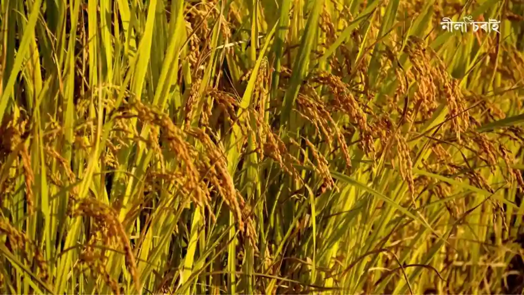 আঘোণৰ পথাৰ