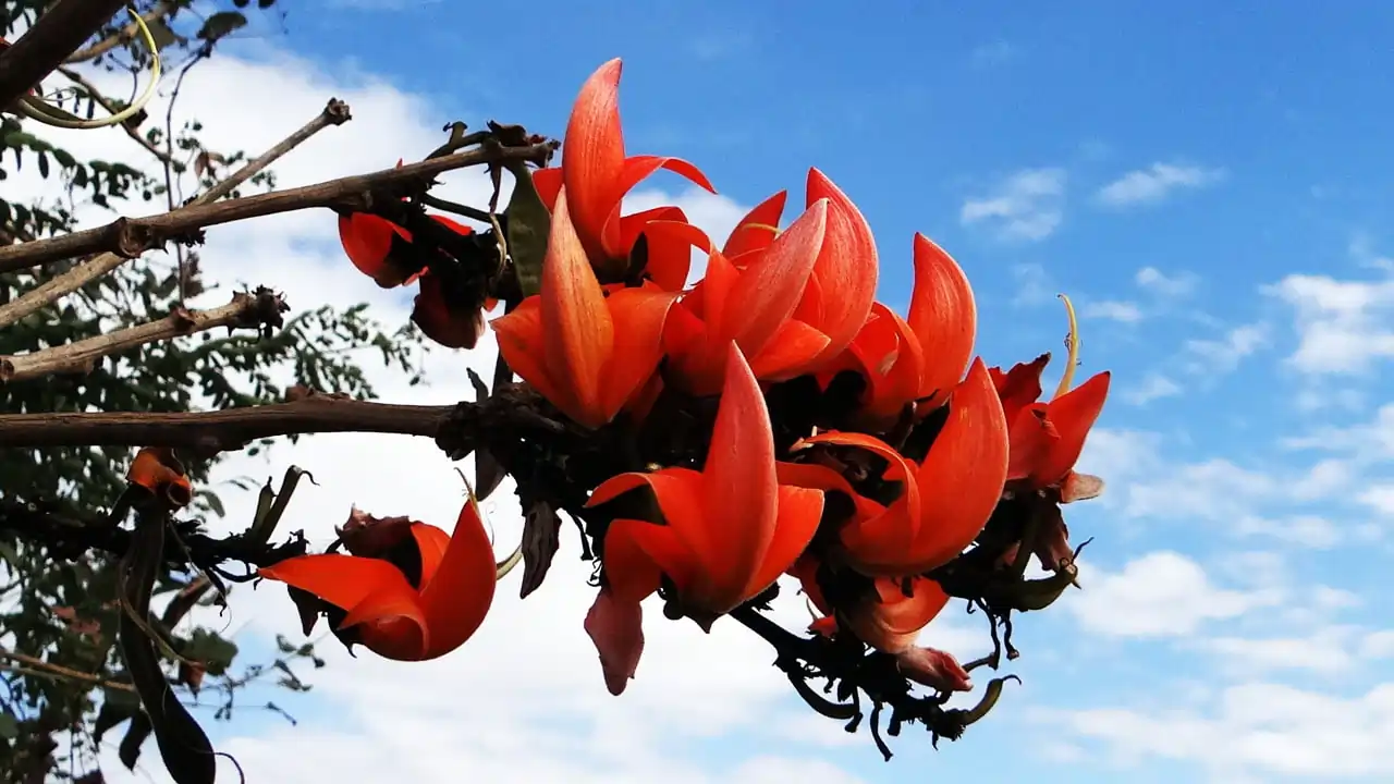 হীৰেন ভট্টাচাৰ্যৰ আৰু এমুঠি কবিতা