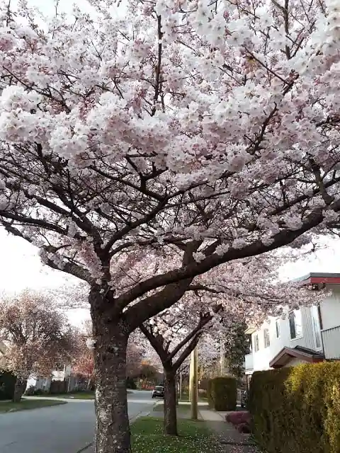 ভেনকুভাৰ