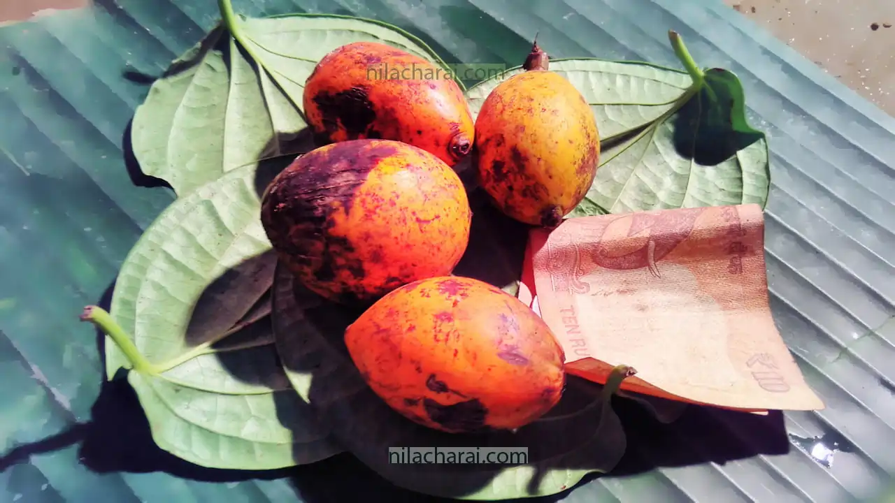 মাংগলিক অনুষ্ঠানত তামোল-পাণ