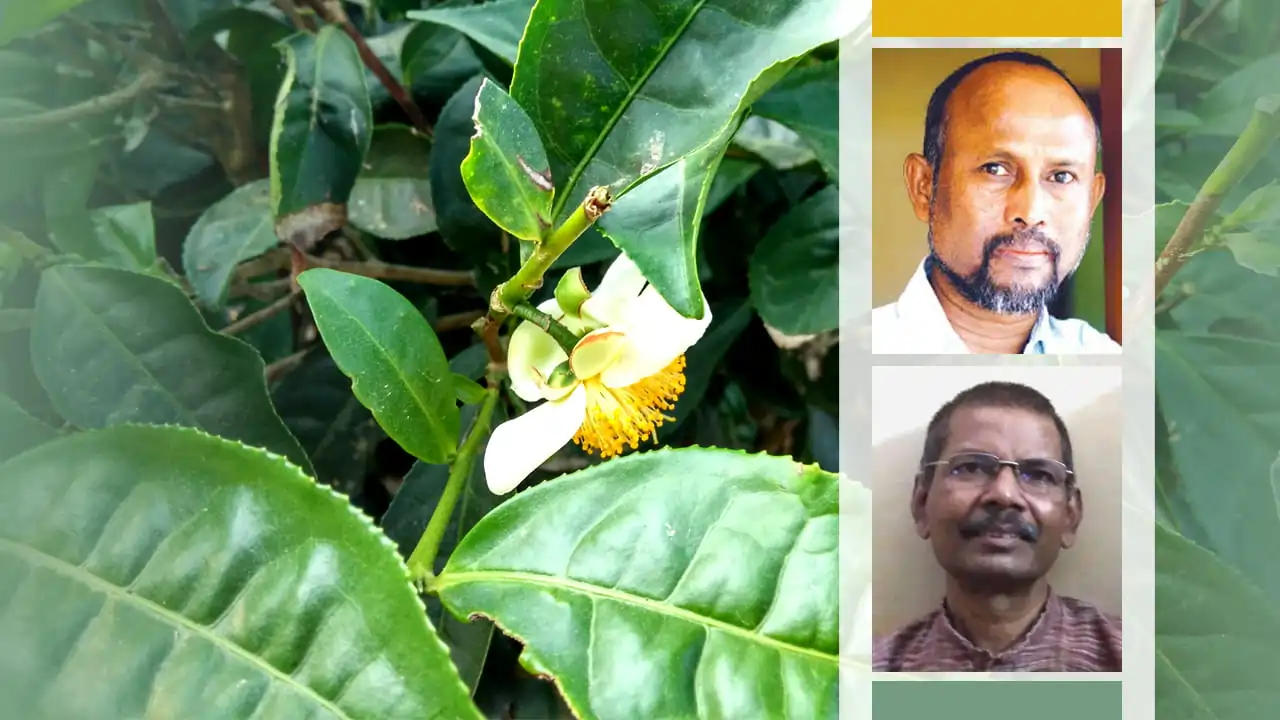 অসমীয়া সাহিত্যলৈ চাহ জনজাতি সমাজৰ বৰঙনি