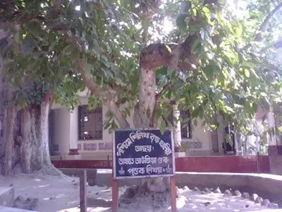 শঙ্কৰ শিলিখা বৃক্ষ